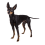 english toy terrier im Stehen