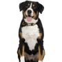 Entlebucher Sennenhund Rassebeschreibung