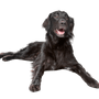 Flatcoated Retriever Schwarz Rassebeschreibung