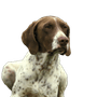 Französischer Vorstehhund Pyrenäen-Typ Kopfbild