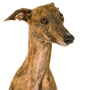 Galgo Espanol getigert, Tiger farbener Galgo Espanol, Windhund