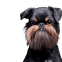 Gemüt des Griffon Bruxellois, Brüsseler Griffon, Stadthund, Gemüt des Griffon, Hund für Senioren, Hund für die Stadt geeignet, kleine Hunderasse schwarz loh