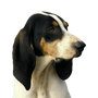Großer Anglo-Französischer Dreifarbiger Laufhund Kopf