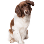 Holländischer Partrige-Hund, Holländische Hunderasse mit braun weißem Fell, Familienhund, dreifärbige Hunderasse