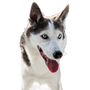 Alaskan Husky liegend, schwarz weißer Laufhund, Amerikanische Hunderassse für Schlitten, Schlittenhund, Arbeitshund, Hund mit Stehohren, Hund zeigt Zunge, große Hunderasse aus Alaska