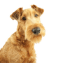 Irish Terrier Rassebeschreibung