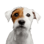 Hund, Säugetier, Wirbeltier, Hunderasse, Canidae, Russell Terrier, Begleithund, Fleischfresser, Parson Russell Terrier Rauhaar, Welpe, kleiner weißer Hund mit braunem Auge