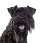 Kerry Blue Terrier, schwarzer Hund auf Wiese, Hund mit kurzer Rute, Hund mit Locken, Hund der Schnauzer ähnelt, blaue Hunderasse, irischer Hund, Hund aus Irland, Hunderasse mit eingeringeltem Schwanz und vielen Haaren im Gesicht