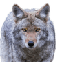 Präriewolf, Kojote Rassebeschreibung, breiter Wolf, Wolf aus der Wüste Amerikas, amerikanischer Wolf, Steppenwolf, Hund Vorfahre