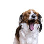 Kooiker Hondje aus Holland Rassebeschreibung