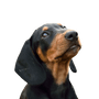 schwarz brauner Hund, Kopov aus Slowenien, Slovenský Kopov, mittelgroße Hunderasse aus Slowenien, Hund ähnlich Dobermann