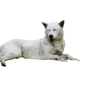 Korea Jindo Dog im Liegen