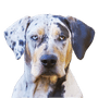 Louisana Catahoula Dog Profilbild Rassebeschreibung des Merle farbenen Hundes