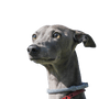 grauer Windhund aus Ungarn, Rennhund, graue dünne Hunderasse, Magyar Agar