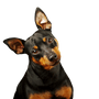 Zwergpinscher, Mini Pinscher, Toy Pinscher