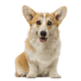 Pembroke Corgi im Sitzen