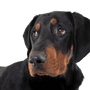 erdelyi-kopo Rassebeschreibung, ungarische Hunderasse, Hund aus Ungarn, großer braun schwarzer Hund ähnlich Dobermann, Siebenbürgen Hund