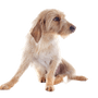 Griffon Fauve de Bretagne Hunderasse, französische Hunderasse, Hund aus Frankreich, rauhaariges Fell, Drahthaar, Jagdhund, Familienhund, roter Hund Junghund