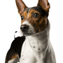 American Rat Terrier, Terrier aus Amerika, braun weiße Hunderasse, kleiner Hund mit Stehohren, Portrait eines kleinen Hundes, Begleithund, Familienhund