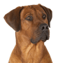 Rhodesian Ridgeback Rassebeschreibung