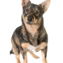 Schwedischer Vallhund im Stehen