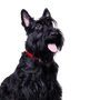 Scottish Terrier schwarz, kleiner Hund mit schwarzem Fell, Hund mit langem Fell, schwarze Hunderasse, Stehohren, Hund mit Schnauzer, Stadthund, Hunderasse für Anfänger