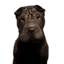 Hund, Säugetier, Shar pei, Wirbeltier, Canidae, Hunderasse, Fleischfresser, nicht sportliche Gruppe, Schnauze, Molosser, hässlicher Hund mit vielen Falten, Faltenhund, Hund mit sehr kleinen Ohren, mittelgroßer Hund, kleiner schwarzer Hund