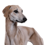Sloughi, arabischer Windhund, dünner großer Hund, blonder Hund, große Hunderasse