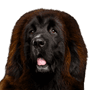 roter tibetischer Mastiff, Tibetischer Hund, Tibet Rasse, Hund ähnlich Leonberger, großer brauner Hund, Riesenrasse, Hund, Säugetier, Wirbeltier, Hunderasse, Canidae, Riesenhunderasse, Rasse ähnlich Neufundland, Fleischfresser, Leonberger ähnlicher großer Hund in braun und schwarz, Sporting Group,