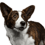 Hund, Säugetier, Wirbeltier, Hunderasse, Canidae, walisischer Corgi, Fleischfresser, walisischer Cardigan-Corgi, walisischer Pembroke-Corgi, Schnauze, Corgie in braun weiß, große Ohren, kleiner braun weißer Hund