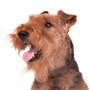 Welsh Terrier Rassebeschreibung, Temperament und Charakter des Terriers aus Wales, Hunderasse aus England, Hund aus Wales, brauner Hund ähnlich Foxterrier