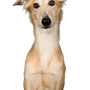 Hund, Säugetier, Wirbeltier, Hunderasse, Canidae, Langhaariger Whippet, Fleischfresser, Whippet, Seidenwindhund, Begleithund, großer weißer Hund, Windhund