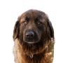 A Portuguese dog from the Serra da Estrela in a garden