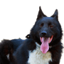 Dog breed Russian European Laika close-up