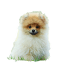 Dog breed dwarf spitz sits on green grass