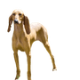 A young, beautiful, fawn-colored, smooth-haired Segugio Italiano stands watchfully in the grass. The Italian hunting dog has a long head and long ears and is used as a hunting dog.