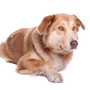 Aidi dog breed