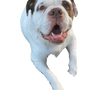 alapaha blue Blood Bulldog breed description, character, temperament, brown white Bulldog dog from America, American dog breed, unknown dog breed, large dog from USA, Bulldog breed