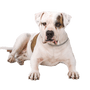 American Bulldog Breed Description