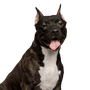 Dog,Mammal,Vertebrate,Dog breed,Canidae,Carnivore,American staffordshire terrier,American pit bull terrier,Bull and terrier,Snout,