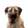 Anatolian Shepherd Dog Temperament, breed description of a great breed from Turkey.