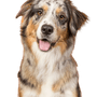 Dog,Mammal,Vertebrate,Australian collie,Dog breed,Canidae,Australian shepherd,Carnivore,Companion dog,Miniature australian shepherd,