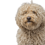 Race description Barbet, blond dog with curls, French breed, temperament.