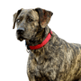 Majorero Canario breed description, brindle large dog with triangular ears, floppy ears, large dog that is not on the list, The Majorero Canario is not a list dog, Spanish dog breed