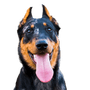 Beauceron profile picture breed description