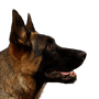 Dog,Mammal,Vertebrate,Dog breed,Canidae,Carnivore,Snout,Belgian shepherd,German shepherd dog,Old german shepherd dog,