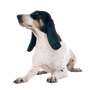 Swiss Hound, Bernese Hound Breed description