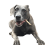 Blue Lacy breed description, temperament of sheepdog from America, American dog breed temperament, silver dog, dog similar to Weimaraner, dog similar to Greyhound from coat