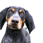 Bluetick Coonhound Breed Description