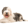 Old English sheepdog